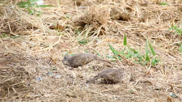 Zebra dove feeding on the ground — Stock Video