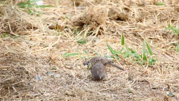 Zebraduif voeden op de grond — Stockvideo