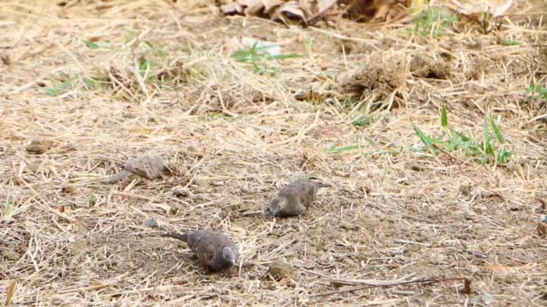 ゼブラは、地面に餌鳩 — ストック動画