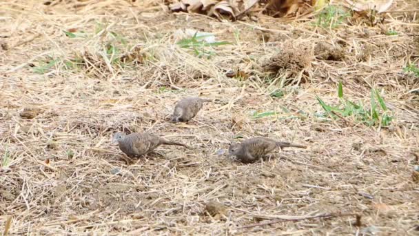 Zebra dove feeding on the ground — Stock Video