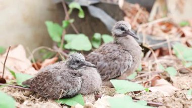 Benekli güvercinler yerde bebek