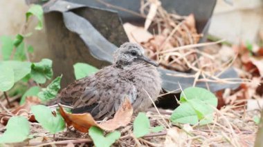 Benekli güvercinler yerde bebek