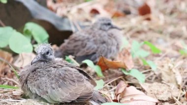 Benekli güvercinler yerde bebek