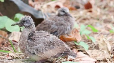 Benekli güvercinler yerde bebek