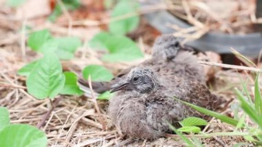 Benekli güvercinler yerde bebek