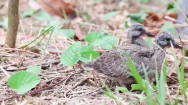 Benekli güvercinler yerde bebek
