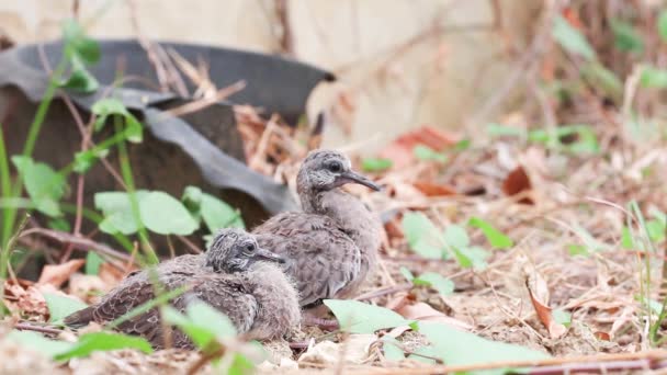 Baby fläckig duvor på marken Stockvideo