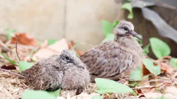Bébé repéré colombes sur le sol 