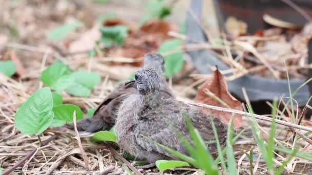 Baby fläckig duvor på marken — Stockvideo