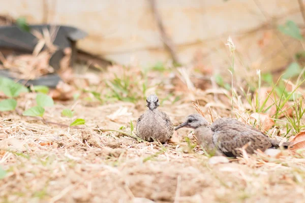 Baby spatřen holubice na zemi — Stock fotografie
