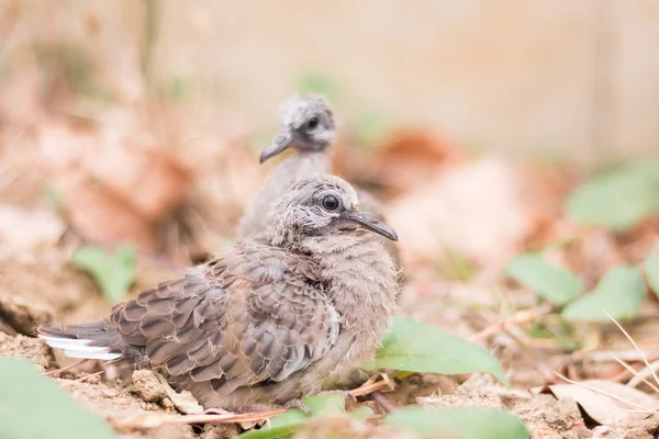 Baby spotted doves on the ground — Stock Photo, Image