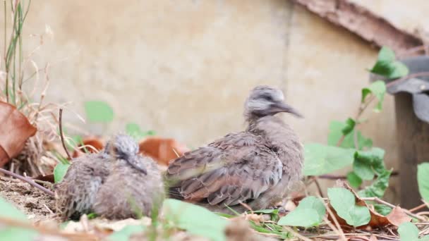 赤ちゃんは地面に鳩を発見 — ストック動画