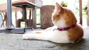 Kediler kıllı yalama