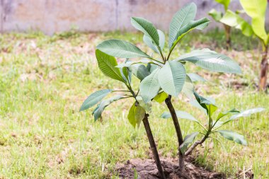 Plumeria ağaç yeşil çimenlerin üzerinde