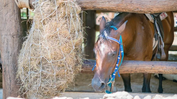 Cavalos jovens comendo feno fresco — Fotografia de Stock