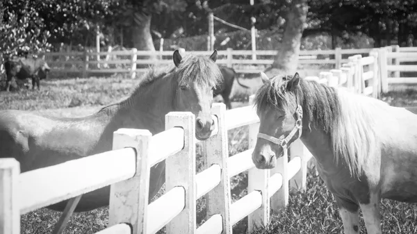 Cavalo jovem em uma vedação na área ao ar livre — Fotografia de Stock