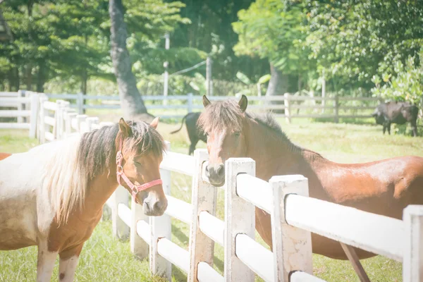 Caballo joven en una zona vallada al aire libre —  Fotos de Stock