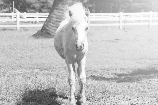 Bebê Branco cavalo e natureza fundo — Fotografia de Stock