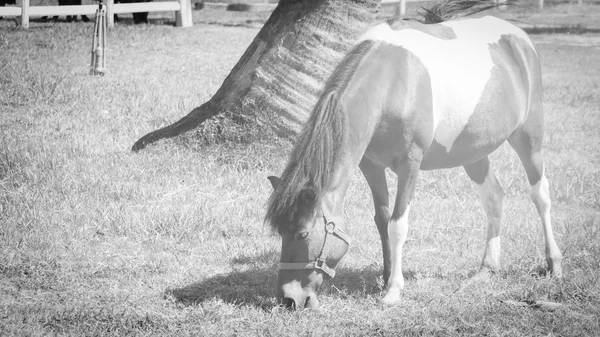 Retrato de Caballo en el prado —  Fotos de Stock