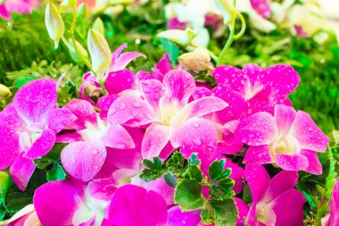 güzel pembe orkide kapatmak 