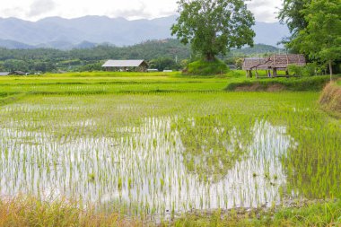  Tayland 'daki pirinç tarlası