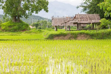  Tayland 'daki pirinç tarlası