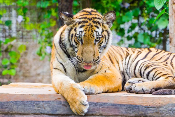 Retrato de un tigre de Bengala — Foto de Stock