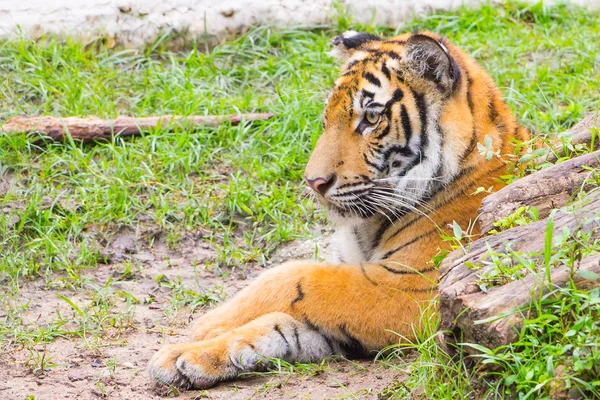 Retrato de un tigre de Bengala — Foto de Stock