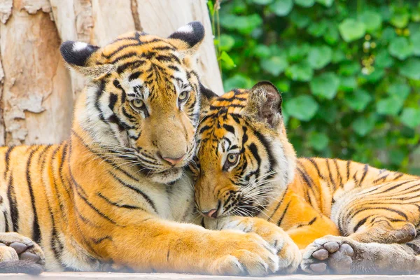 Retrato de un tigre de Bengala — Foto de Stock