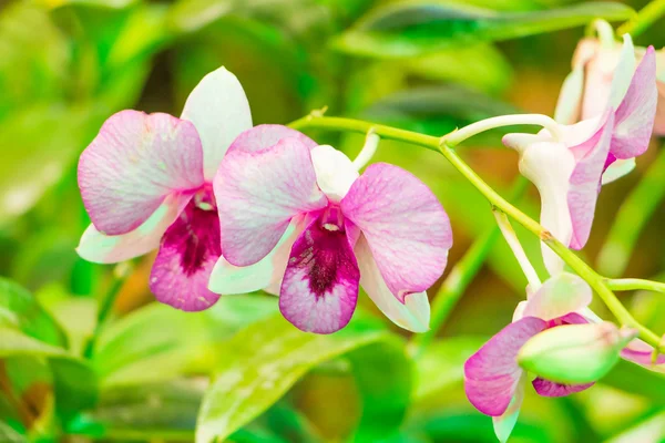 Close up bela orquídea rosa — Fotografia de Stock