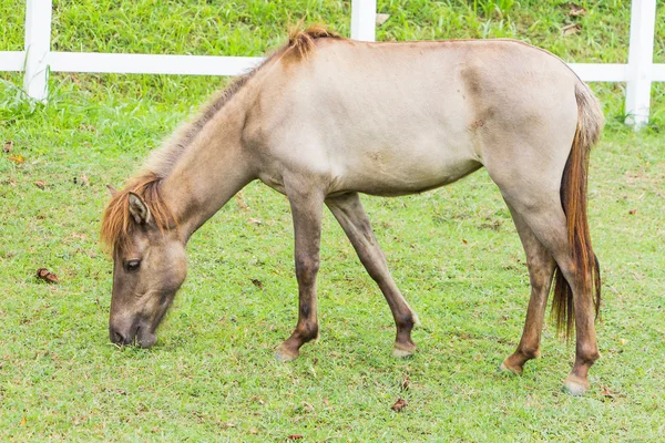 Портрет милого коня — стокове фото