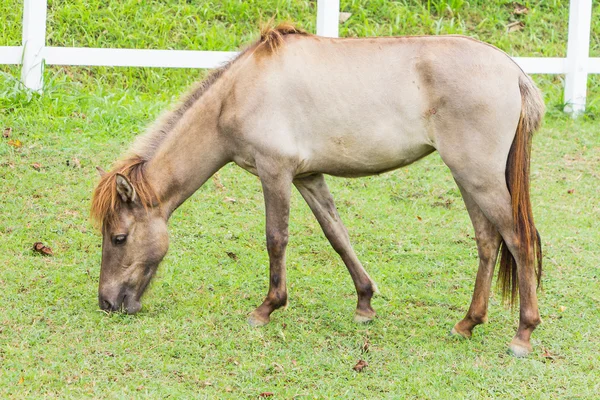 Aranyos ló portréja — Stock Fotó