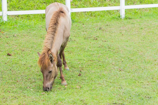 Retrato de caballo lindo —  Fotos de Stock