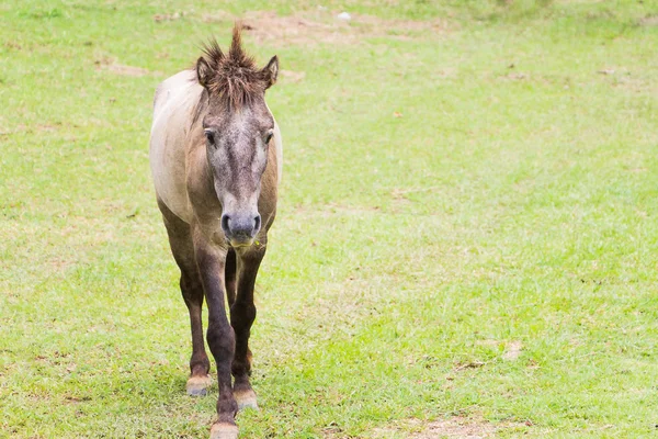 Retrato de cavalo bonito — Fotografia de Stock