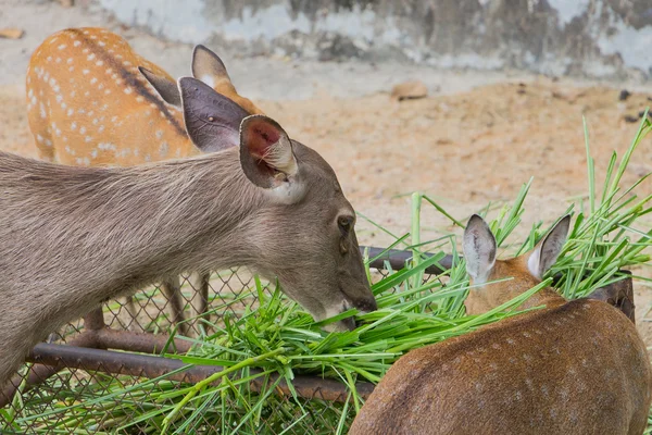 Jonge mannelijke herten eten van gras — Stockfoto