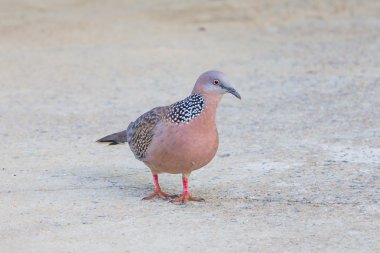 Benekli güvercin betona sokak yürüyüş