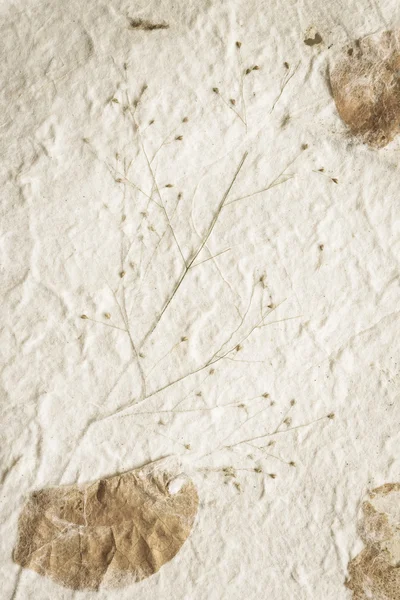 Papel de morera con fondo de textura de flor seca —  Fotos de Stock