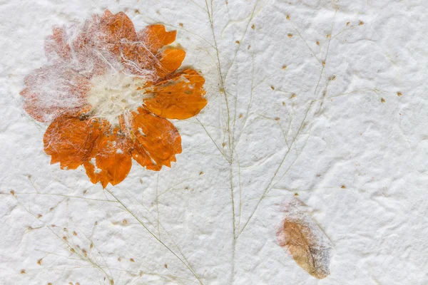 Morwy papieru z suchych kwiatów tekstura tło — Zdjęcie stockowe