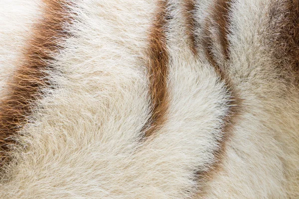 White bengal Tiger pattern — Stock Photo, Image