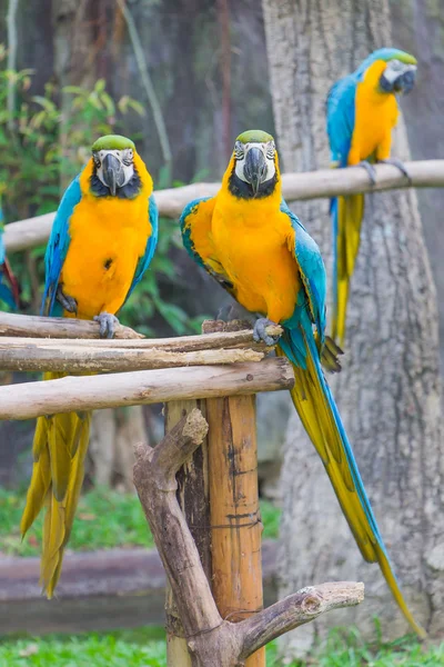 Niebieski i żółty Macaw — Zdjęcie stockowe