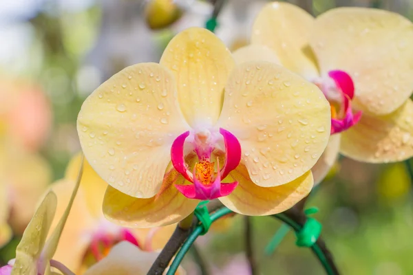 Fechar acima a orquídea amarela no jardim — Fotografia de Stock