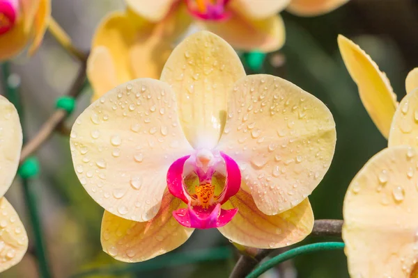 Fechar acima a orquídea amarela no jardim — Fotografia de Stock
