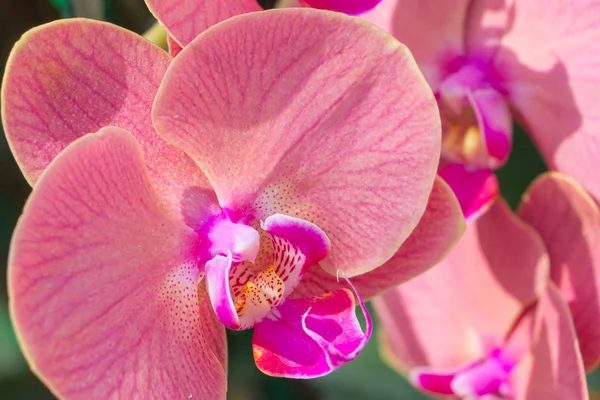 Fechar a orquídea rosa no jardim — Fotografia de Stock