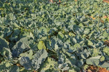 Satır bir alanda taze lahana bitkilerin