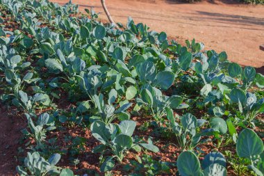 Satır bir alanda taze lahana bitkilerin