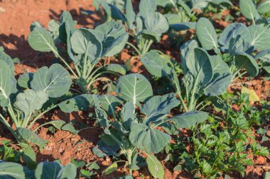 Satır bir alanda taze lahana bitkilerin