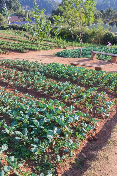 Fila de plantas de col rizada fresca en un campo — Foto de Stock