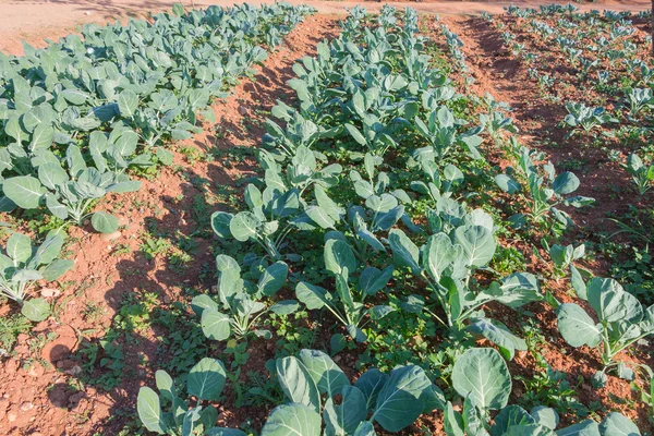 Satır bir alanda taze lahana bitkilerin