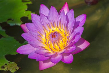 Su yüzeyi üzerinde büyüdü güzel Lotus çiçeği.