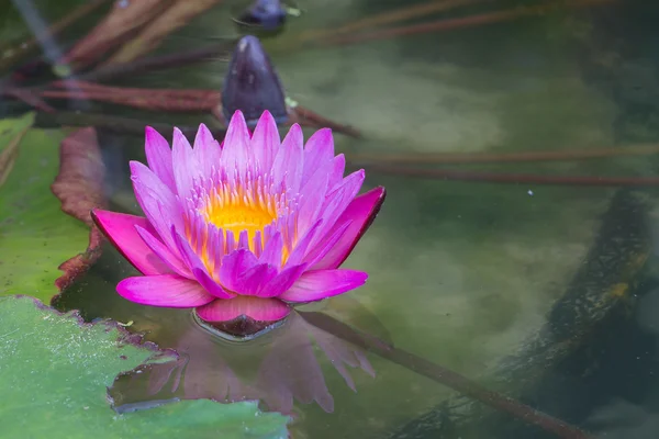 Belle fleur de lotus, élevée au-dessus de la surface de l'eau . — Photo